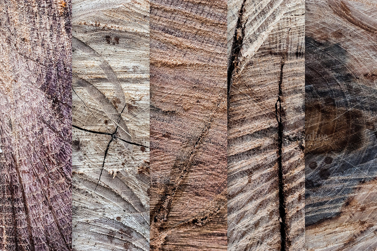14 Tree & Wood Ring Textures, a Nature Photo by WeGraphics (Photo 4 of 6)