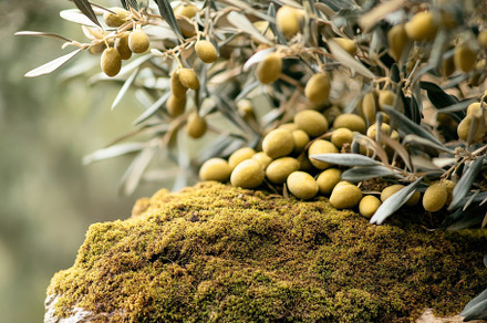Natural Textured Rock with Olive, a Nature Photo by Virgo Studio