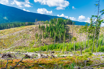 Forest deforestation cut tree, a Nature Photo by Vapi