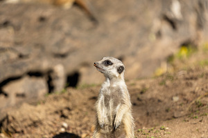 Baby meerkat on a log bathed in natu, an Animal Photo by Perpis