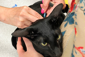 Black cat vaccination in vet veterinarian clinic, an Animal Photo by Vapi