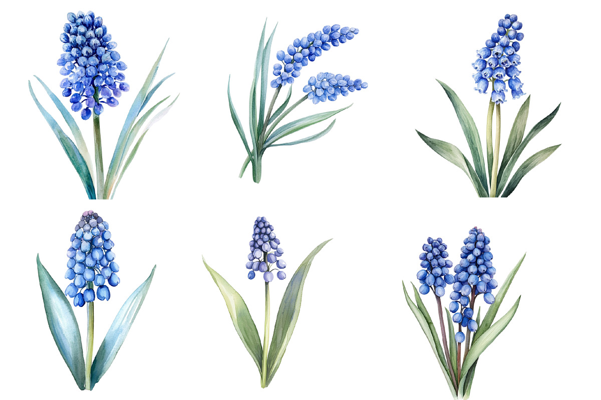 Watercolor Muscari Clip Art, an Illustration by SinaCreation (Photo 2 of 5)
