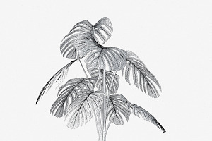 Monstera 05