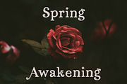 Persephone // A Hand-Drawn Serif, a Serif Font by Megs Lang (Thumbnail 13 of 25)