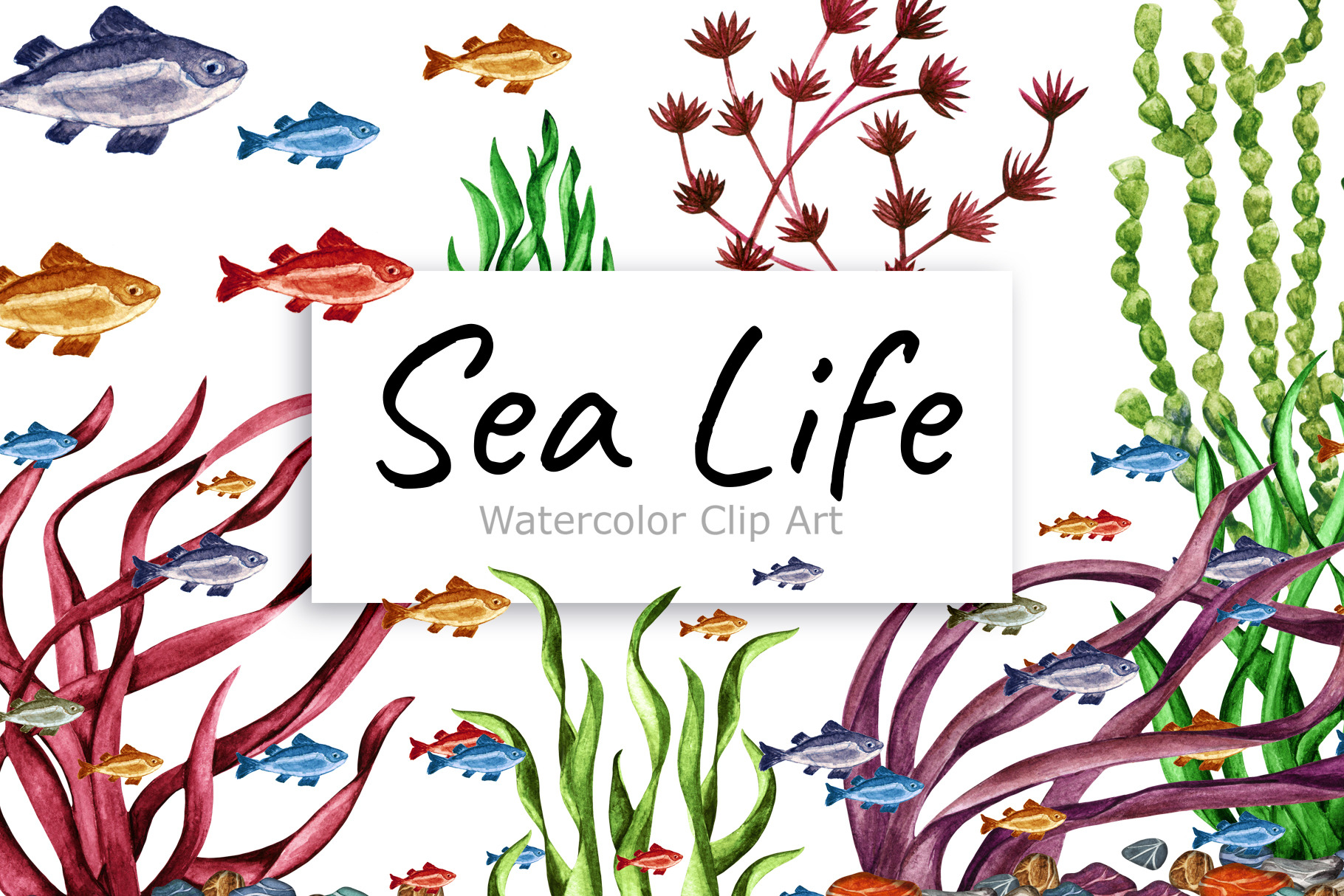 Watercolor Sea life | Animal Illustrations ~ Creative Market