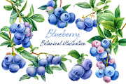 Blueberry, botanical illustration, a Food Illustration by Hanna Hryharenka (Thumbnail 1 of 9)