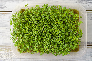 Close up of fresh green broccoli microgreen plant with many bright sprout. Heal, a Food & Drink Photo by Eugene_Photo