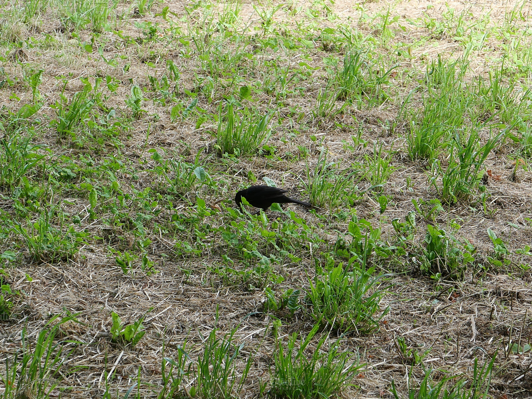 crow bird animal in grass scient. name Corvus, a Photo by WorldOfPhotos