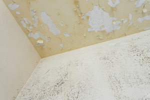 Moss and Mold spots on the ceiling, an Architecture Photo by KYNA STUDIO