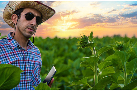 Field sunflowers farmer in the field, a Nature Photo by yanadjana