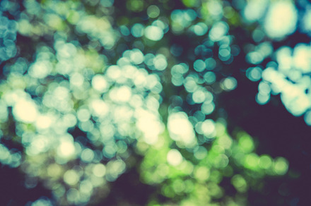 Iseeyouphoto forestbokeh 3 featuring forest, trees, and abstract preview 6