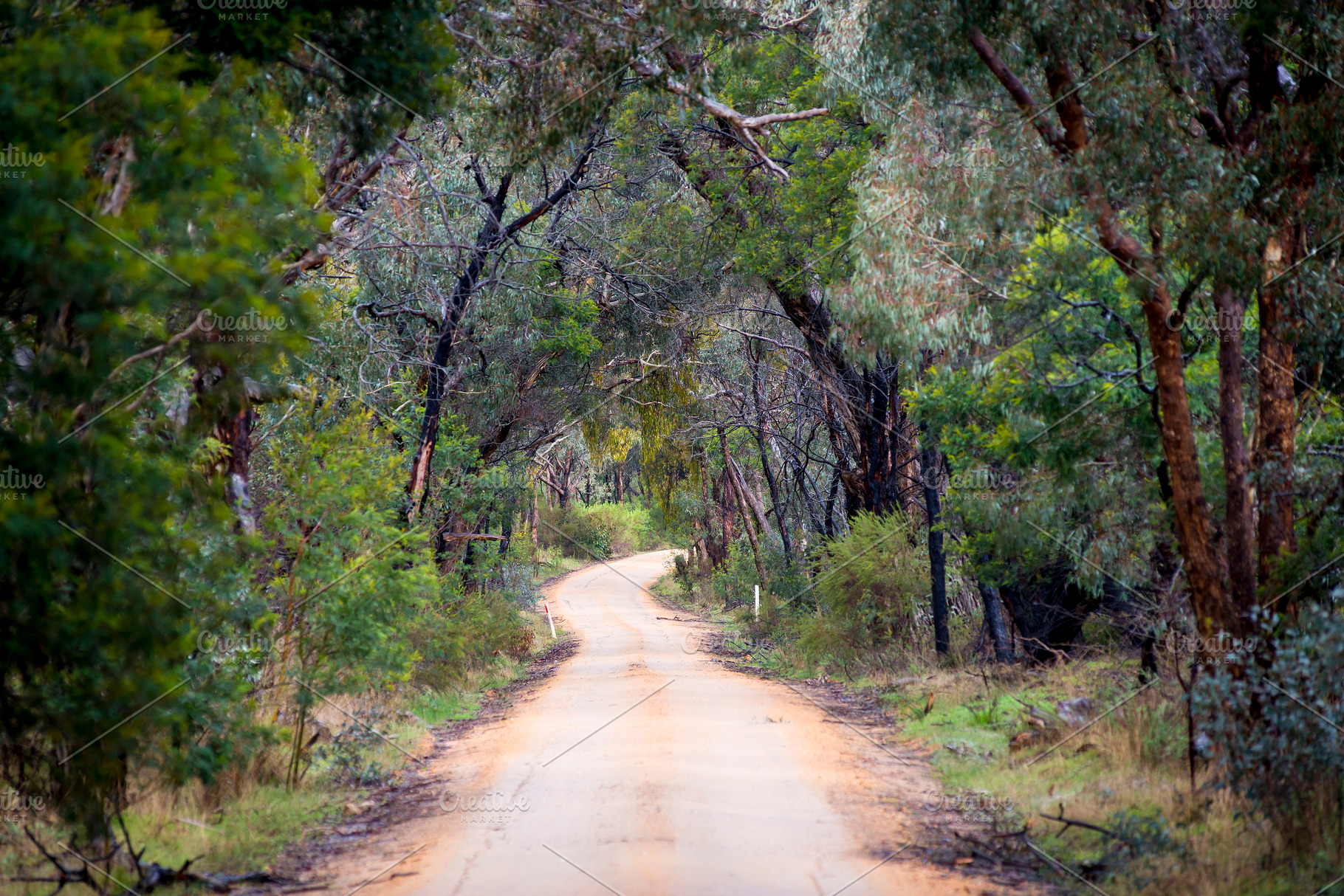 Forest Road, a Nature Photo by THP Creative