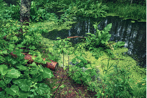 Swamp in the forest, a Nature Photo by Nature and travel