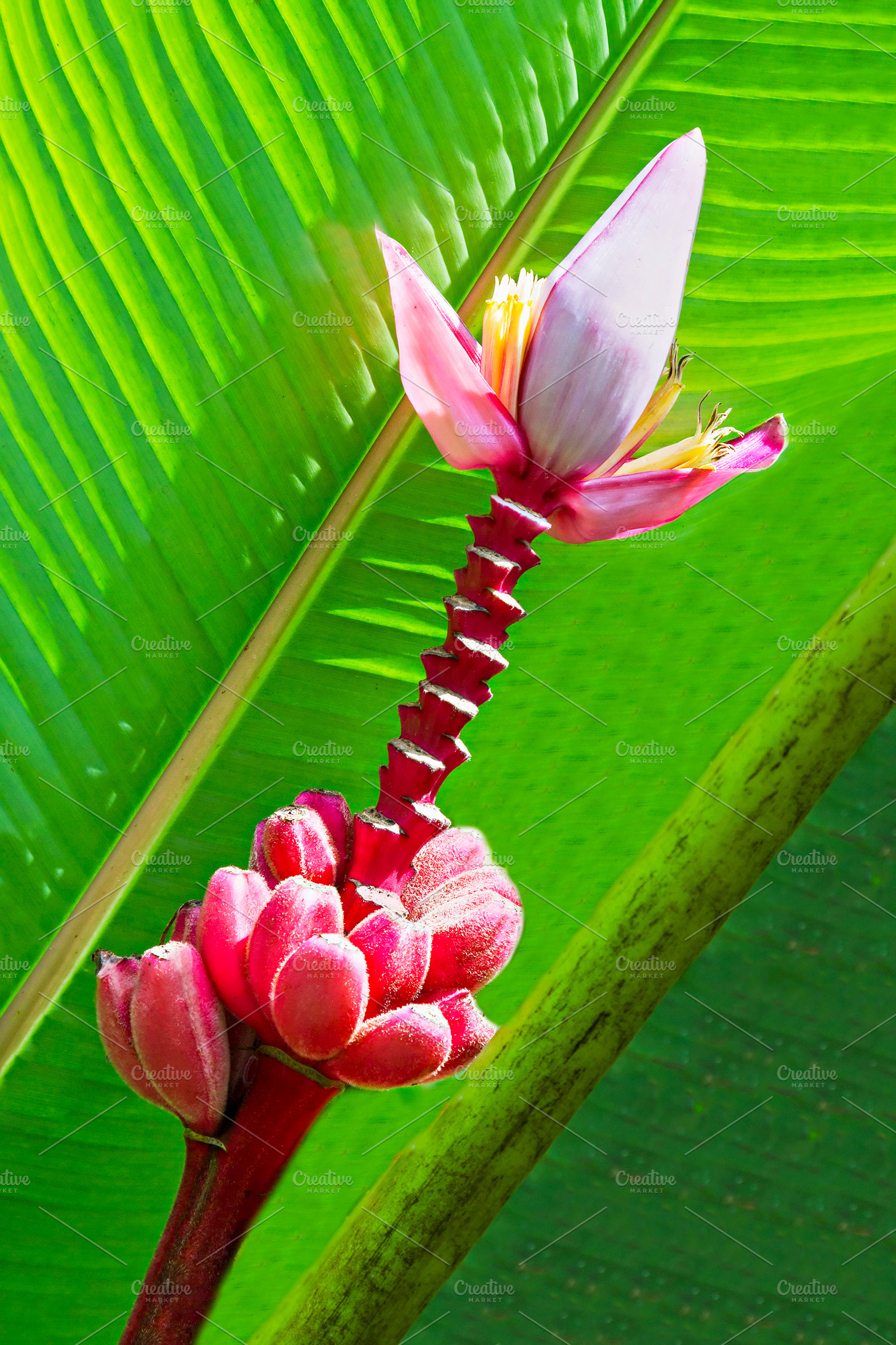 Red bananas, a Photo by saiko3p