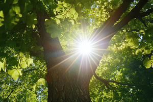 Sunlight filtering through a forest, a Photo by Iftikhar Alam