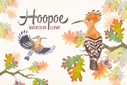 watercolor hoopoe bird clipart, an Illustration by Art & Things (Thumbnail 2 of 5)