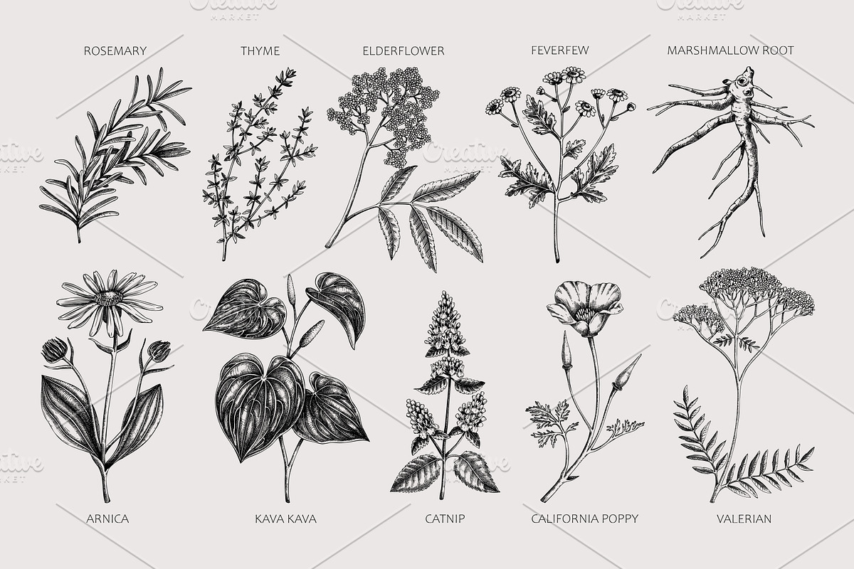 Apothecary Plants & Herbs Vector Set, a Healthcare Illustration by Yevheniia (Photo 4 of 11)