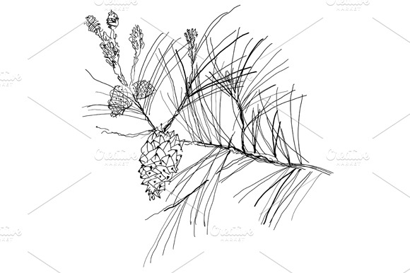 Fir Tree Branch