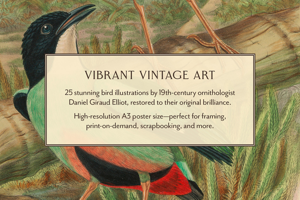 25 Vintage Bird Prints, an Animal Illustration by The Object Atlas (Photo 4 of 9)