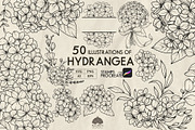 Hydrangea line art + Procreate, a Decorative Illustration by Skliarova (Thumbnail 1 of 4)
