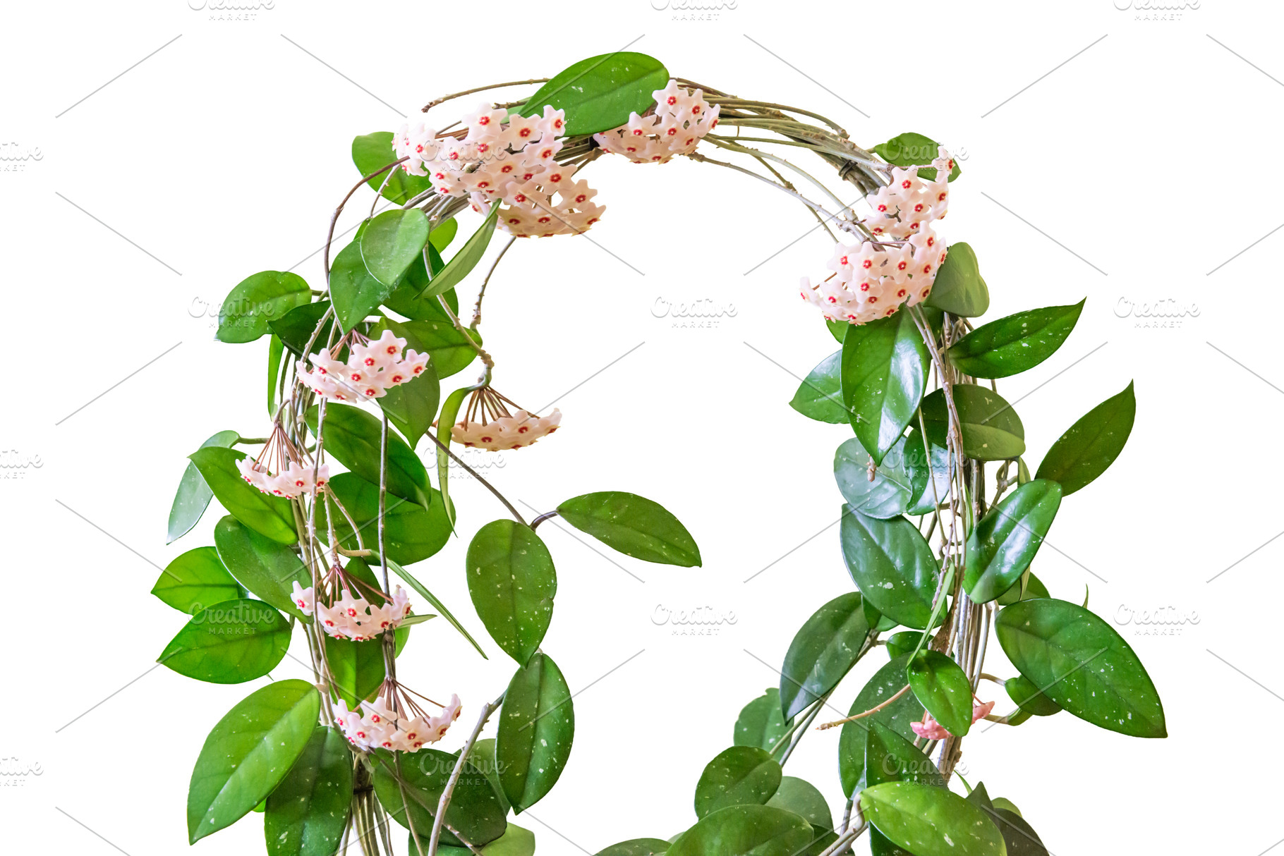 Green plant arch with white flowers, a Nature Photo by Vapi