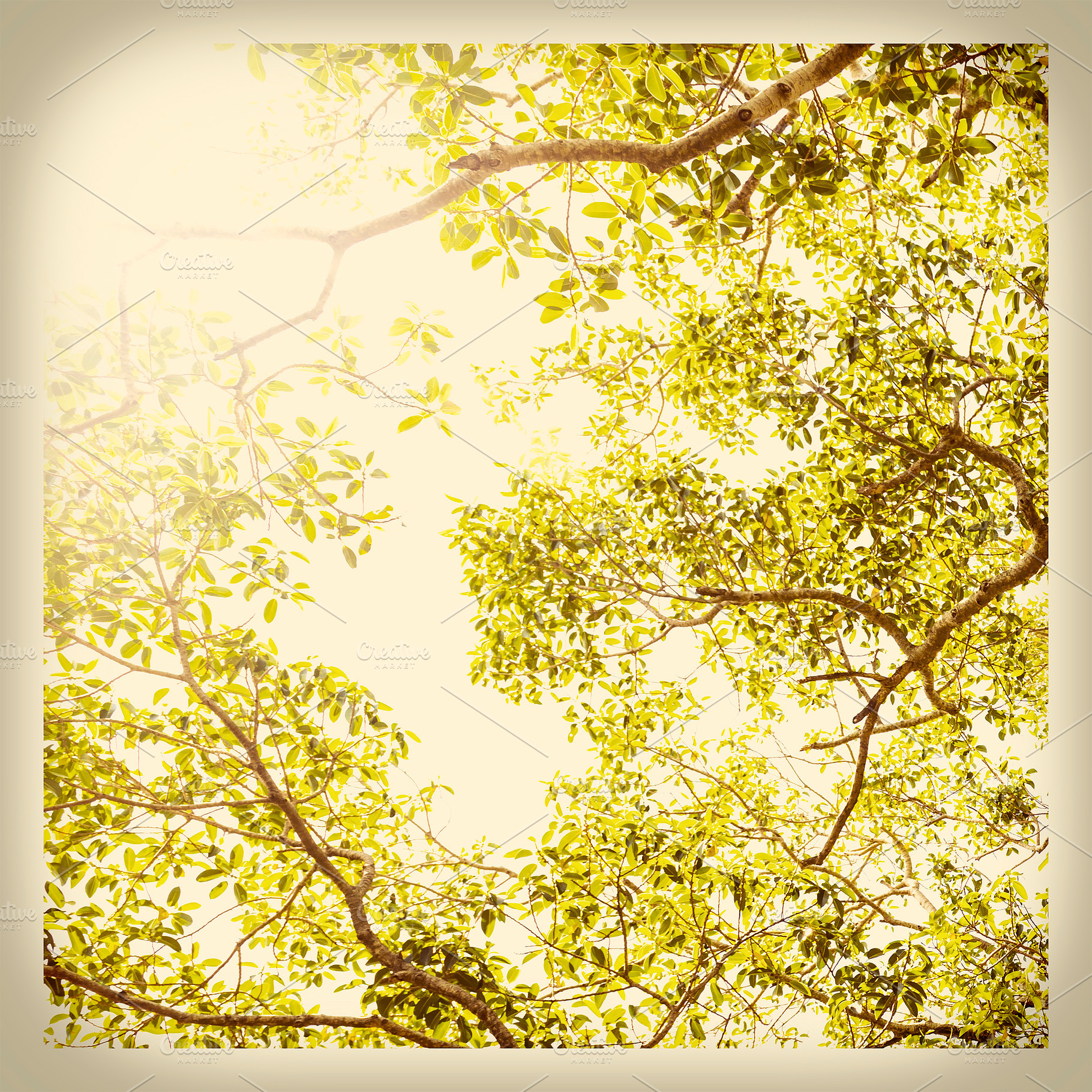 Spring, a Nature Photo by THP Creative