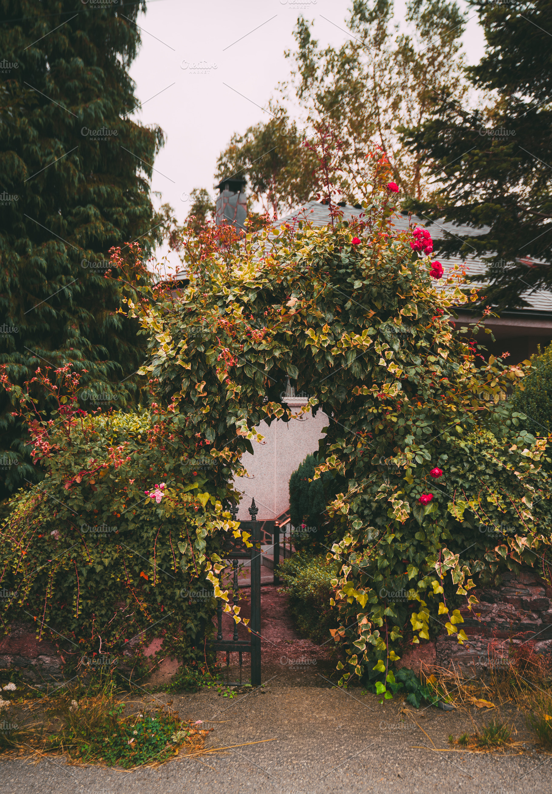 Ivy arch with roses gate, an Architecture Photo by SkyNext