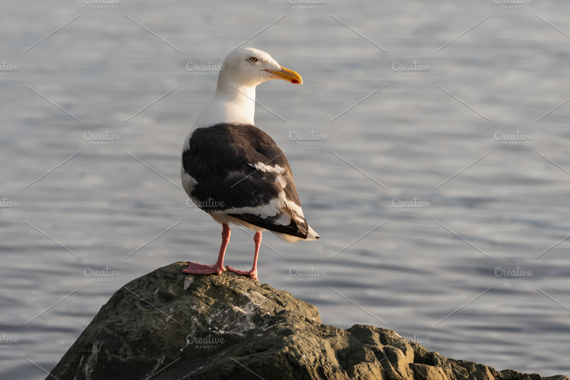 Bird of Pacific gull on rocky shore, an Animal Photo by Alexander-Piragis