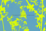 FLORAL Cyanotype, a Texture Graphic by nkate (Thumbnail 8 of 10)