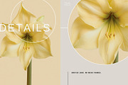 Soft Pastel Stock Photos Bundle 280, a Nature Photo by Tale.Haus (Thumbnail 17 of 19)