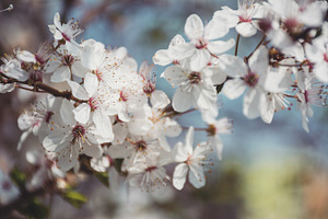 Spring blossom featuring branch, spring, and flower