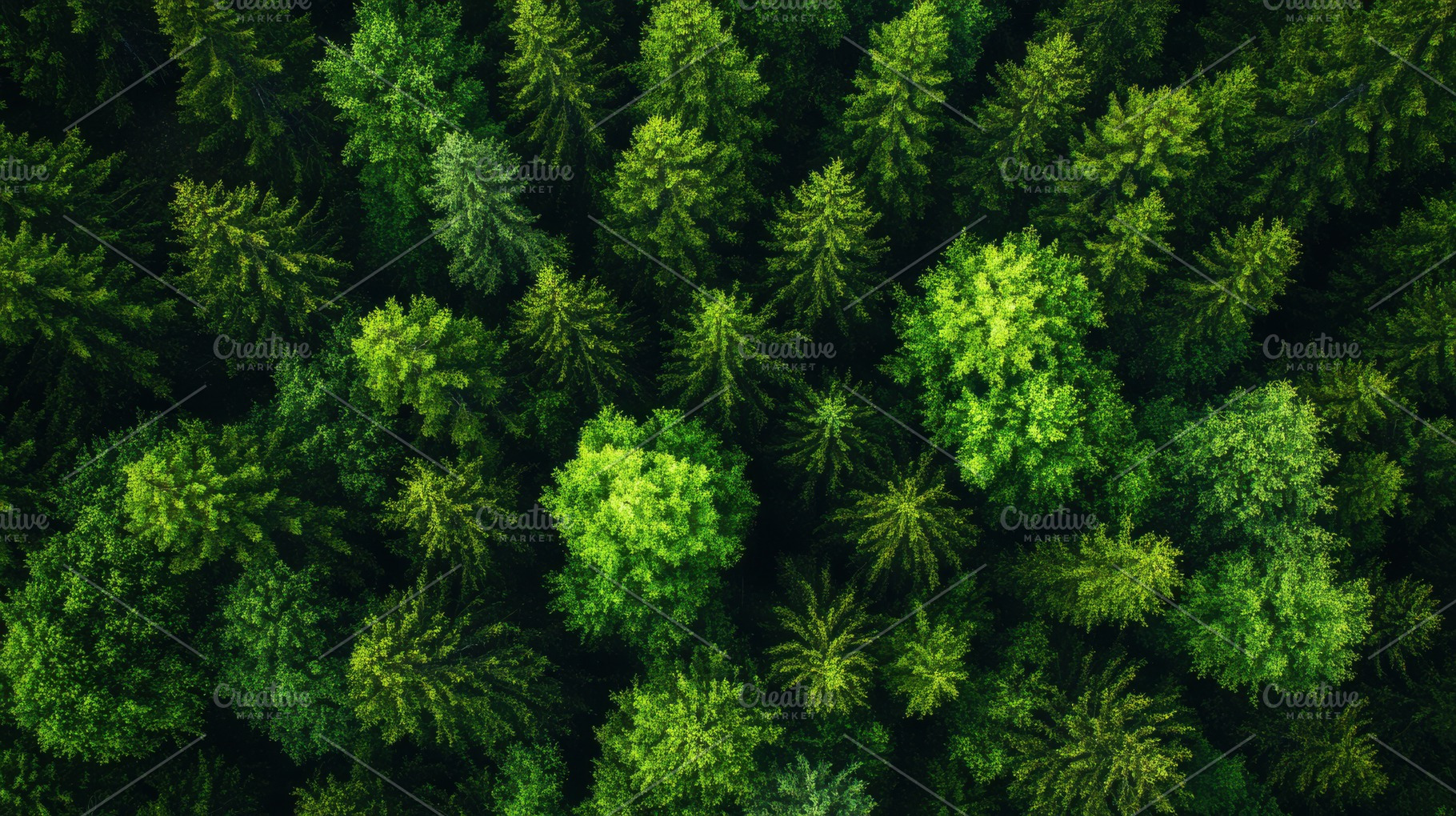 Aerial view lush green forest canopy, a Photo by Pixeness Studio