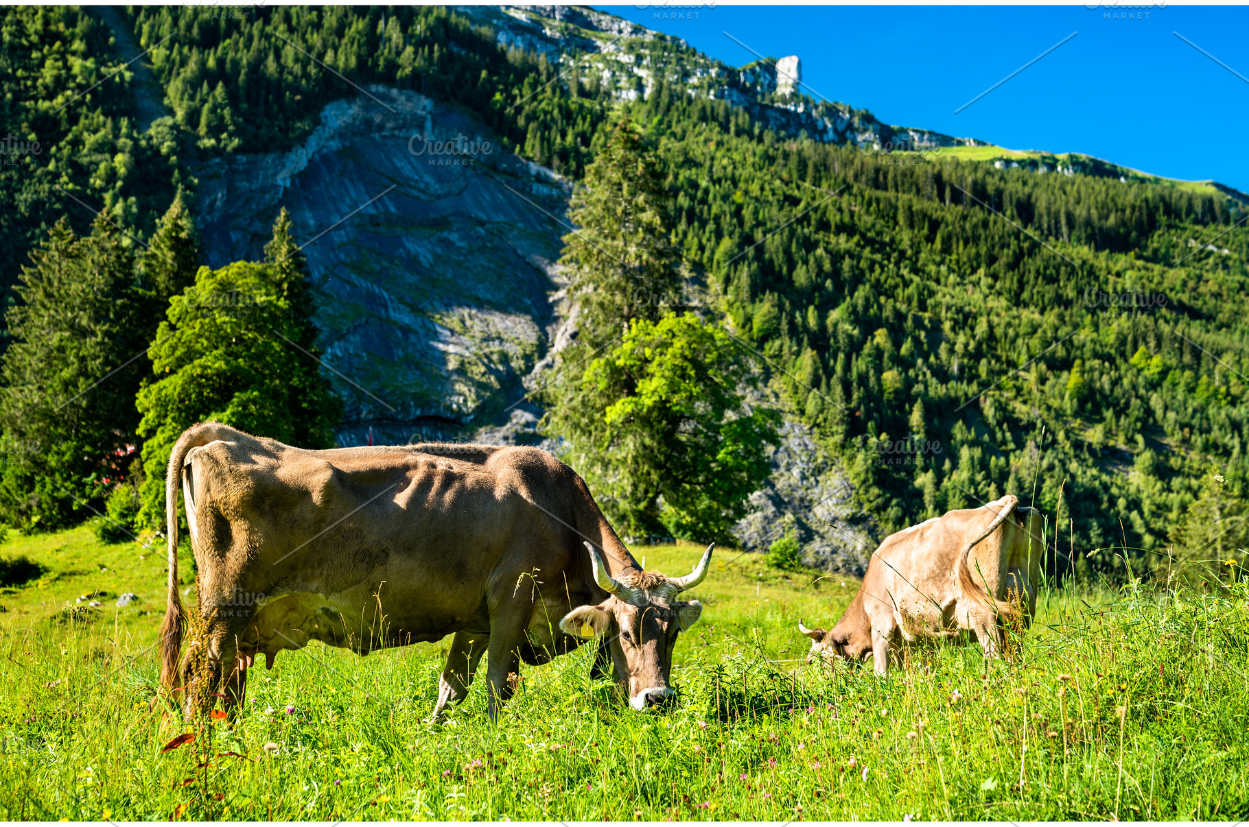 Grazing cows in the Swiss Alps, an Animal Photo by Leonid Andronov