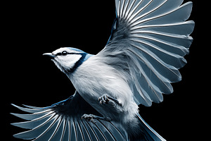 Elegant blue jay in mid-flight with, an Animal Photo by MistyDay