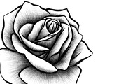 10 Rose Illustrations, an Object Graphic by BIOWORKZ (Thumbnail 3 of 5)