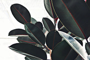 Tropic | Tropical Green Photo Bundle, a Nature Photo by MDSN Design (Thumbnail 13 of 16)