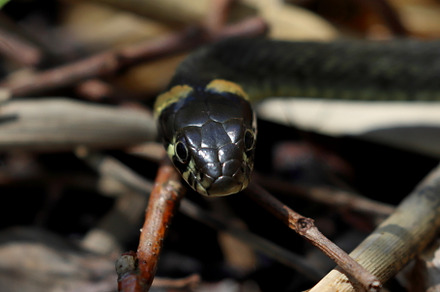 snake