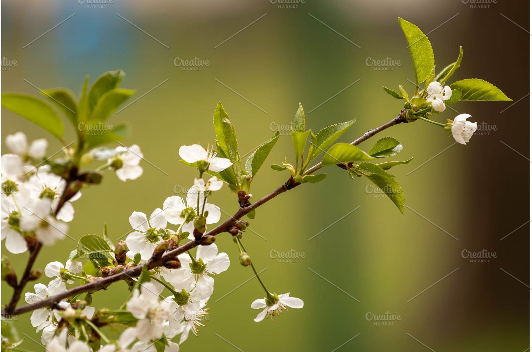 Blooming White Cherry Tree Branches, a Nature Photo by BeOGraphic