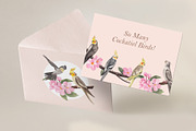 Cockatiel Birds Watercolor, an Animal Illustration by CreativeValuation (Thumbnail 10 of 15)