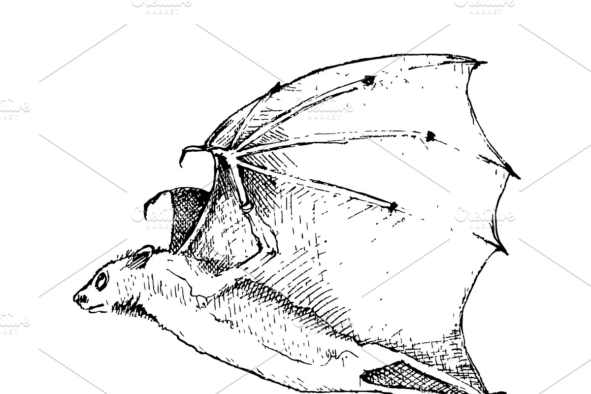 Vampire bats, watercolor/ink/vector, an Animal Illustration by Watercolor_Vector Graphic (Photo 20 of 22)