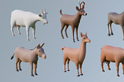 Animals 1, an Animal 3D Model by ithappy (Thumbnail 22 of 32)