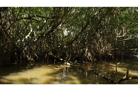 Beautiful tropical trees in swampy, a Nature Photo by Media Whale Stock