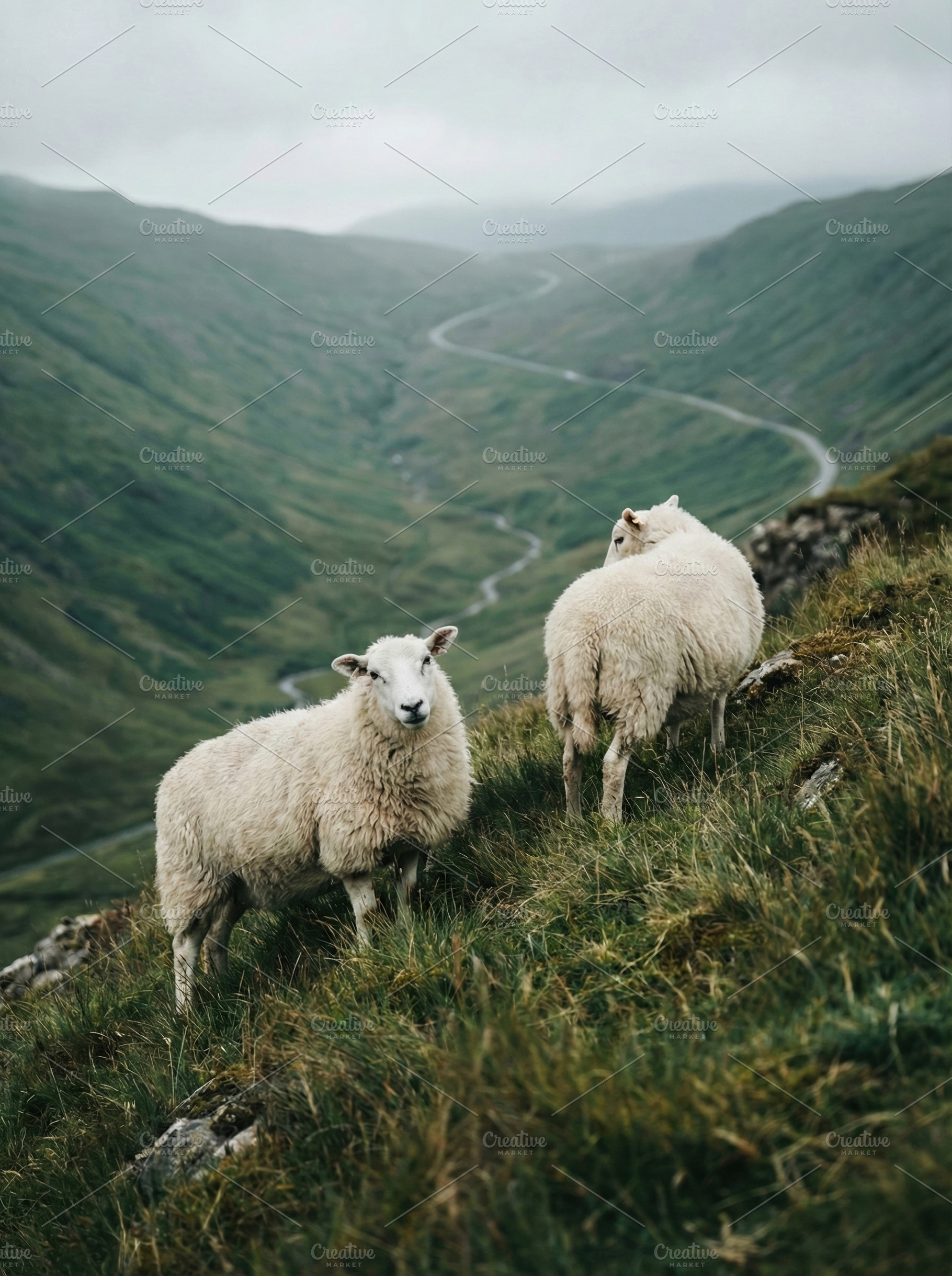 Two Sheep on a Grassy Hillside, an Animal Photo by Virgo Studio