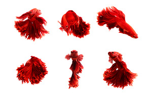 Red  color of siamese fighting fish featuring colors, half moon, and koi