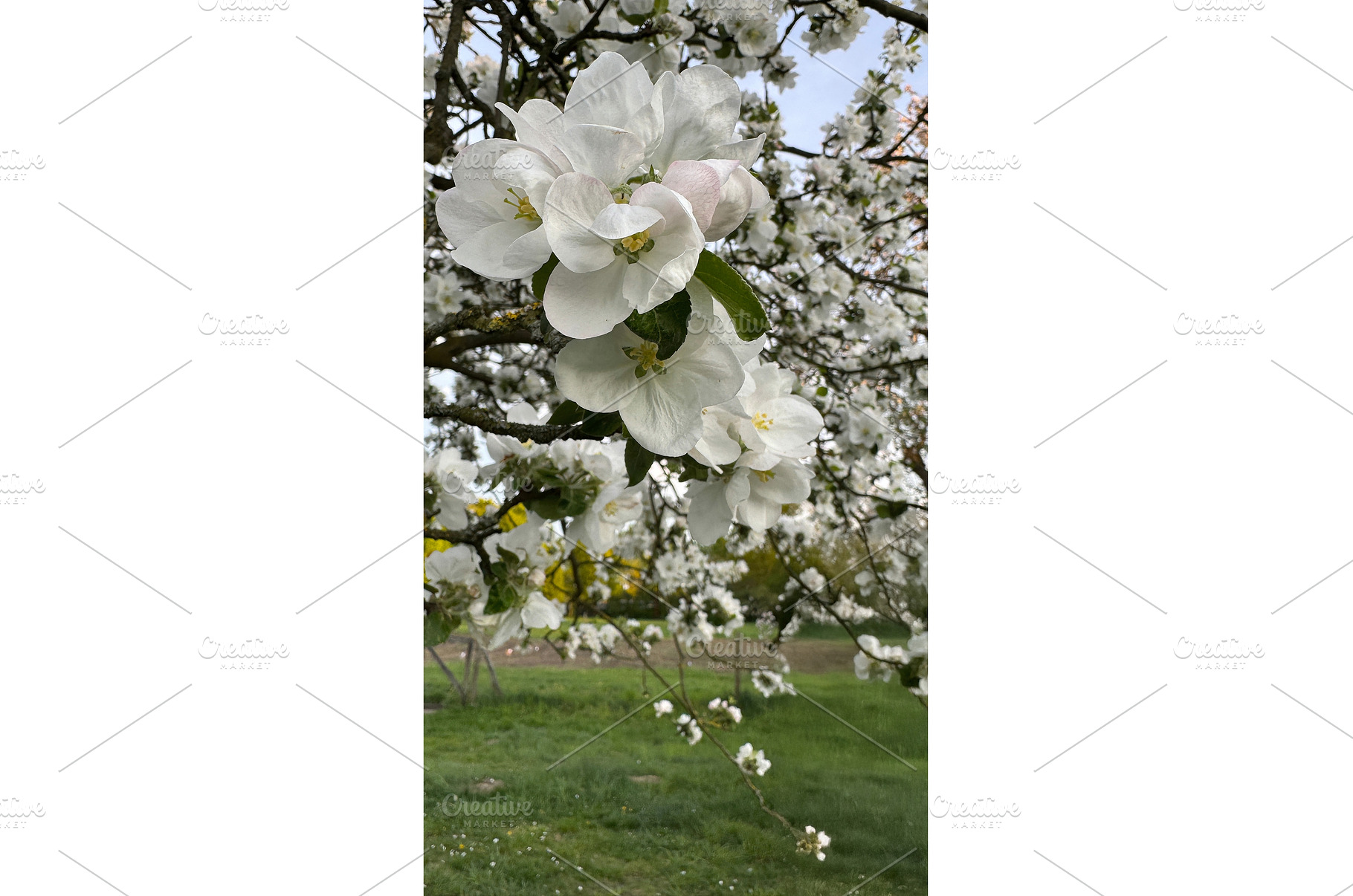 Close-up of blooming white apple, a Photo by tilialucida