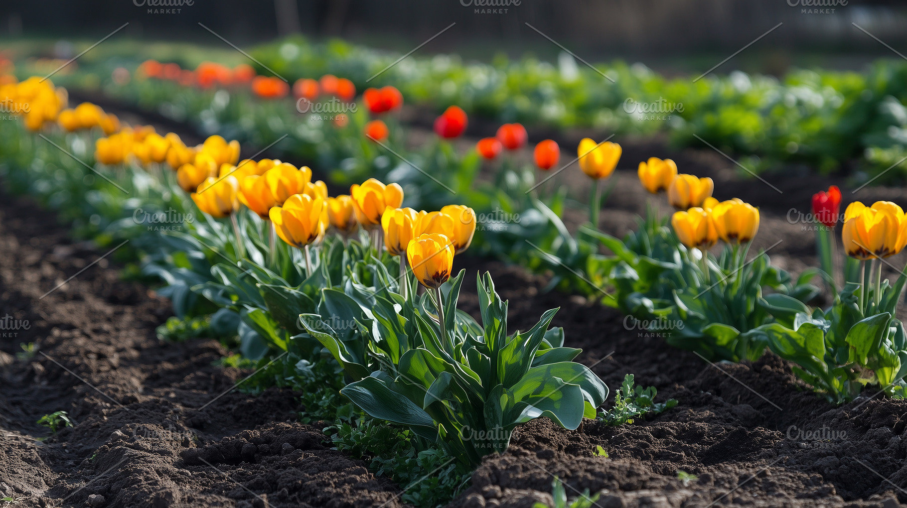 Vibrant yellow and red tulips bloom, a Nature Photo by MistyDay