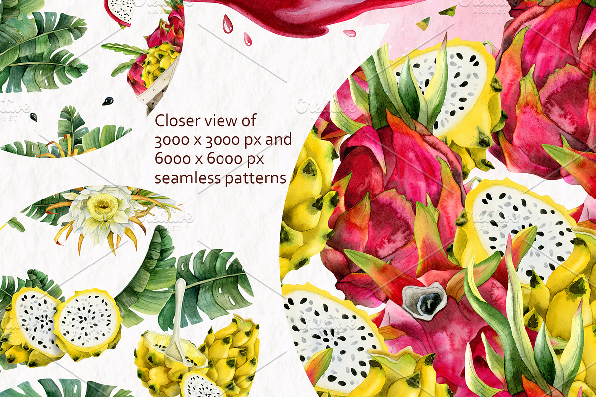 Tropical Dragon Fruit Pitaya Clipart, a Food Illustration by Elena Malgina Clipart (Photo 10 of 12)