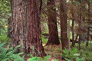 9 Landscape Color Explosion Presets, a Preset Add-On by Timeless Presets (Thumbnail 2 of 12)