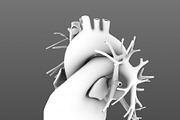 Human heart animated v3, a Characters & Person 3D Model by konstantin.ermolaev (Thumbnail 4 of 8)
