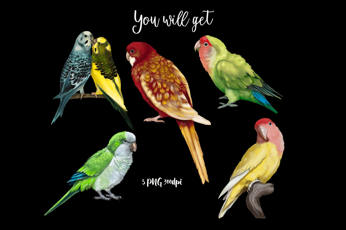 Watercolor small parrots, an Illustration by NNclipart (Photo 3 of 4)